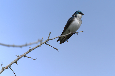 on a limb